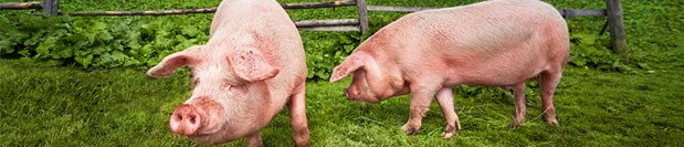 pigs.jpg
